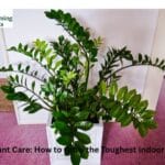 Shiny green ZZ Plant in a modern black pot