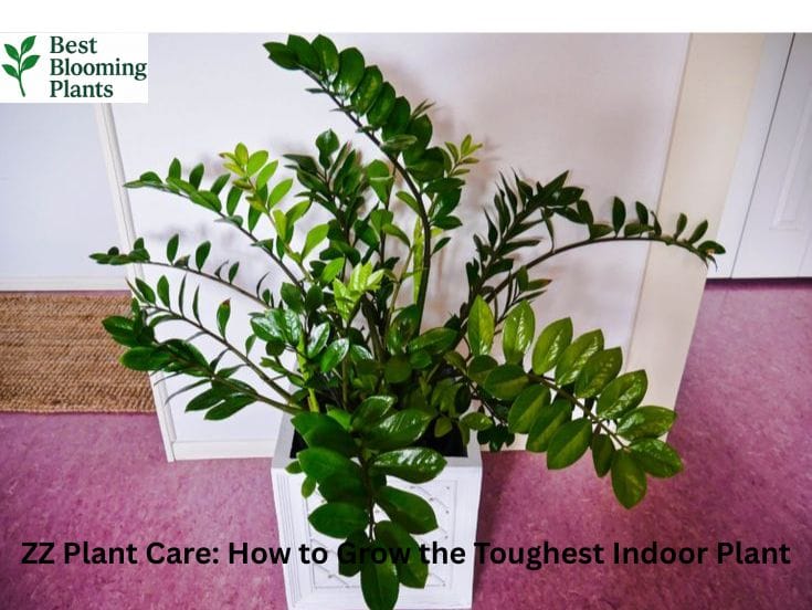 Shiny green ZZ Plant in a modern black pot