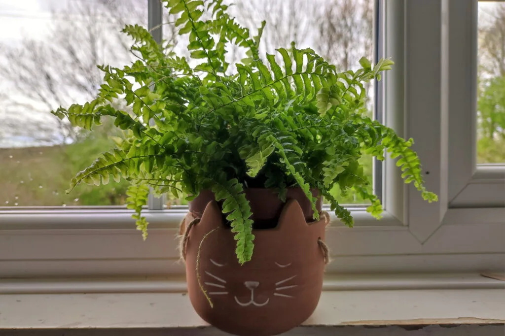 Misting a Boston Fern to keep it healthy and humid