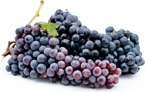 The Ultimate Guide to Concord Grapes: Taste, Health, and Growing Tips