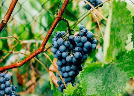 The Ultimate Guide to Concord Grapes: Taste, Health, and Growing Tips