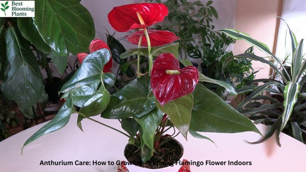 A beautiful red Anthurium plant with shiny heart-shaped flowers