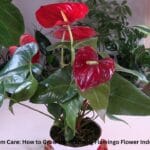 A beautiful red Anthurium plant with shiny heart-shaped flowers