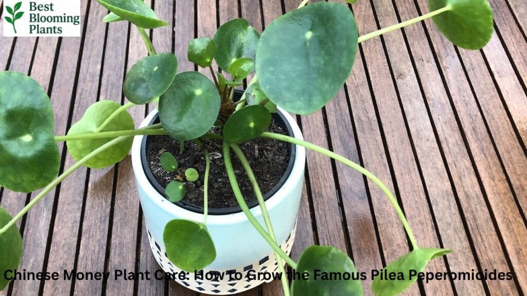 A healthy Chinese Money Plant with round green leaves in a terracotta pot
