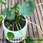A healthy Chinese Money Plant with round green leaves in a terracotta pot