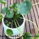 A healthy Chinese Money Plant with round green leaves in a terracotta pot