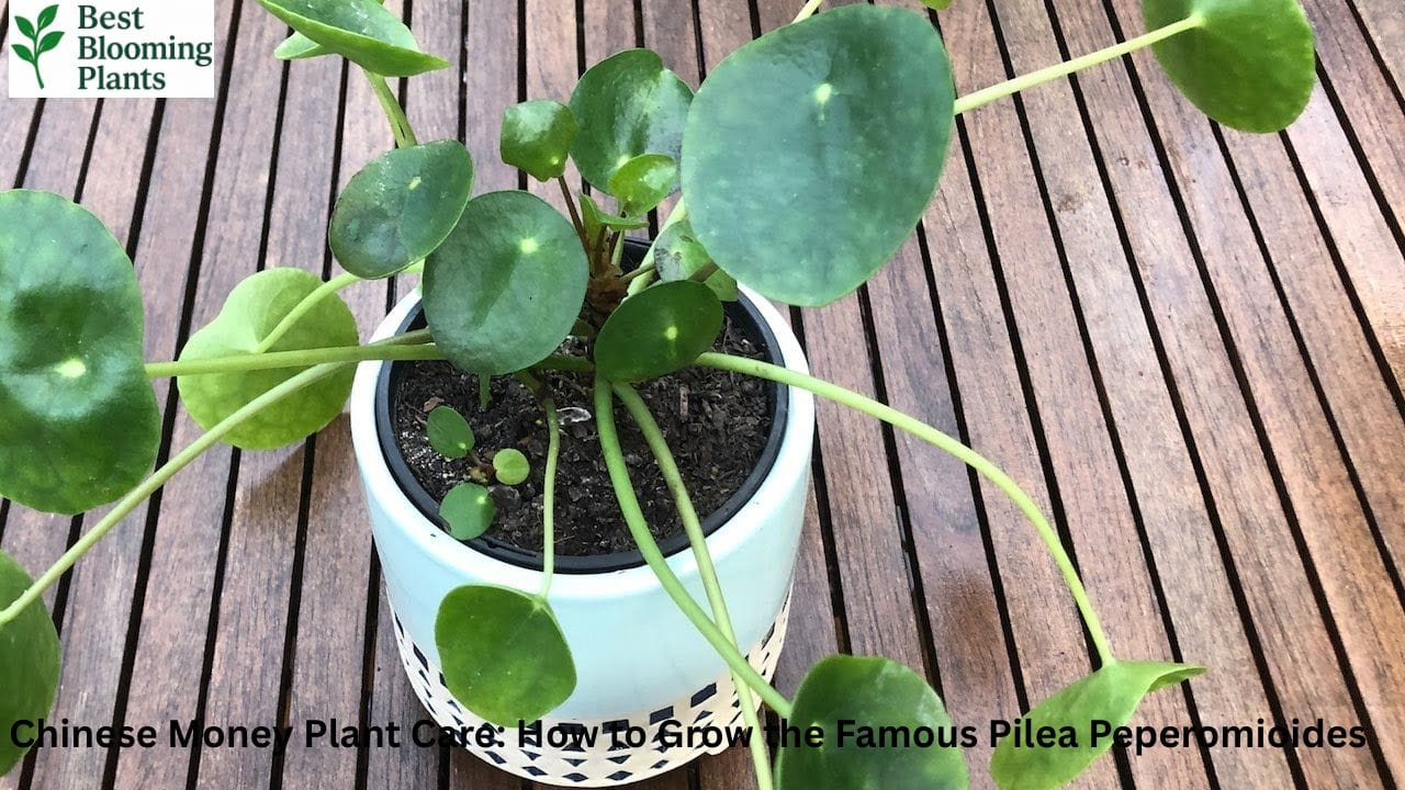 A healthy Chinese Money Plant with round green leaves in a terracotta pot