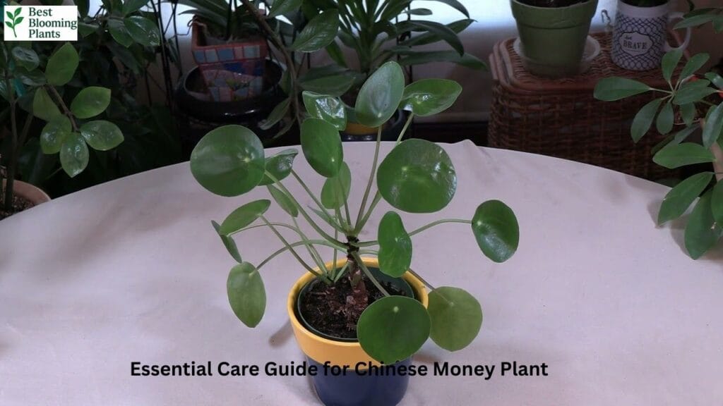 Small Pilea babies growing at the base of the mother plant