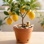 Close up of lemon tree flower pollination with Best Blooming Plants logo
