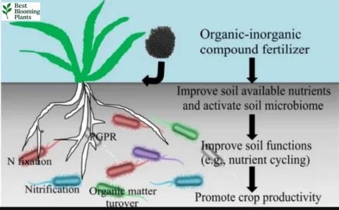 Organic and synthetic fertilizer types for healthy indoor plants