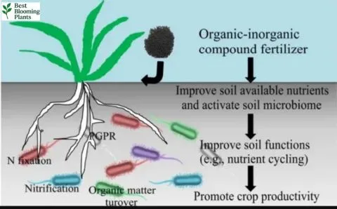 Organic and synthetic fertilizer types for healthy indoor plants