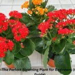 Kalanchoe Indoor Plant with Bright Red Flowers