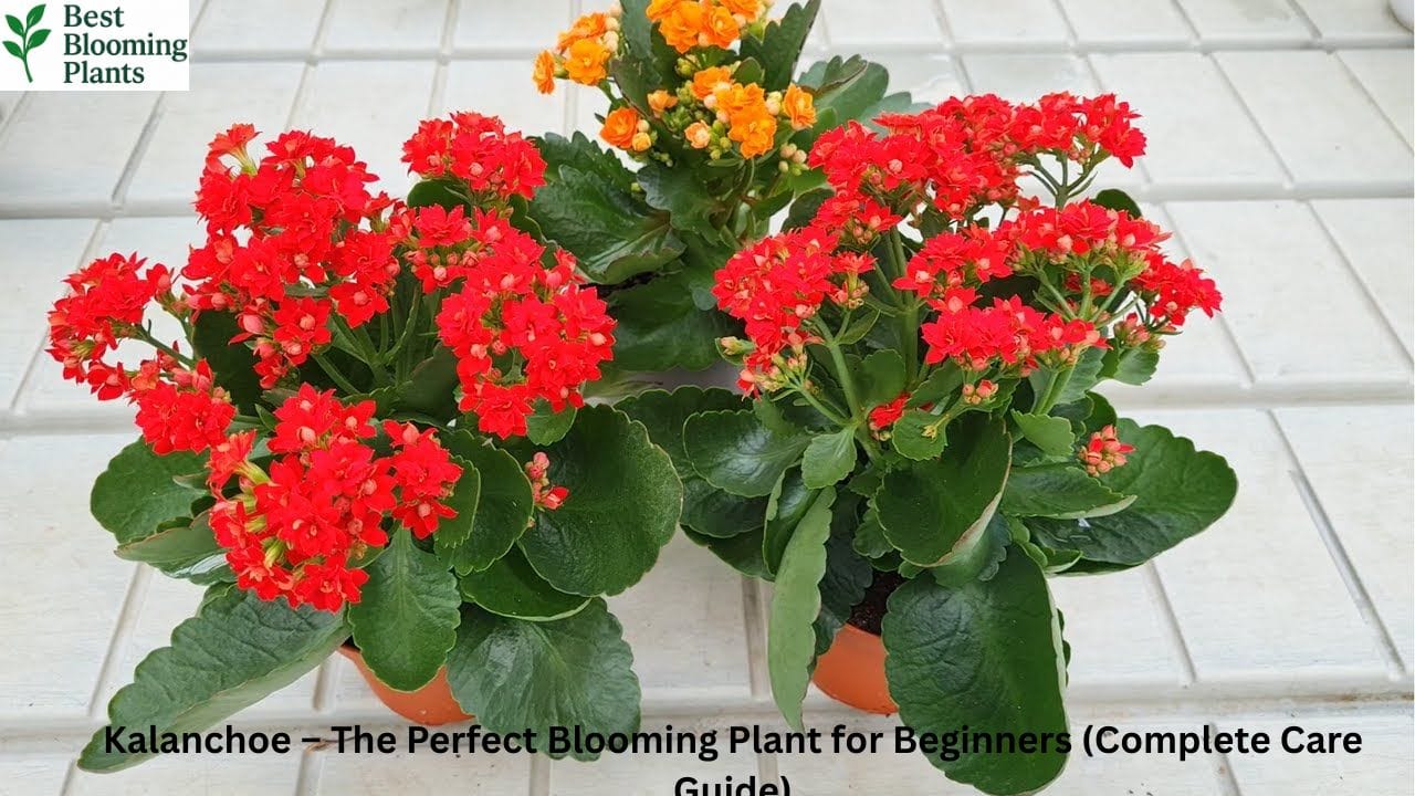 Kalanchoe Indoor Plant with Bright Red Flowers