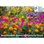 Vibrant small garden with potted marigolds and lavender featuring Best Blooming Plants logo
