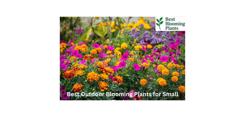Vibrant small garden with potted marigolds and lavender featuring Best Blooming Plants logo