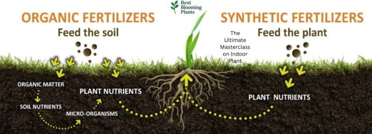 Comprehensive guide to indoor plant fertilizers, potting soil mix, and NPK nutrients for houseplants