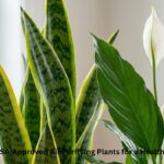 Close up of Snake Plant and Peace Lily leaves, showcasing air purifying plant detail with Best Blooming Plants logo