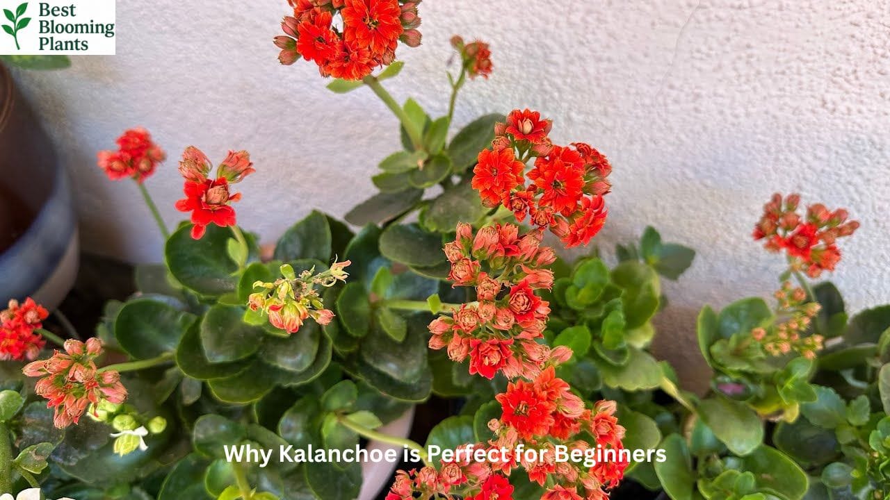 Beginner-Friendly Kalanchoe Care – Light, Soil & Water Guide